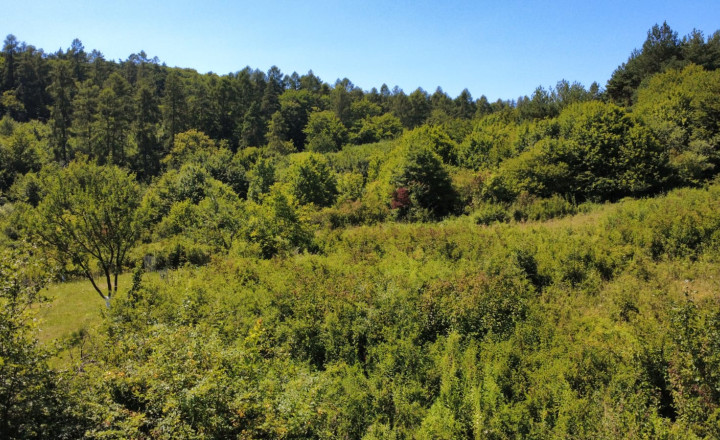 PREDAJ - Rekreačný pozemok na rekreačnú chatu 5963 m2 - FINTICE - fotografia 4