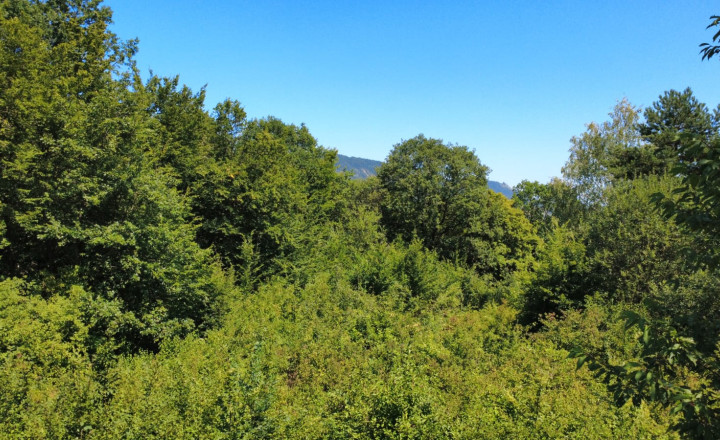 PREDAJ - Rekreačný pozemok na rekreačnú chatu 5963 m2 - FINTICE - fotografia 3